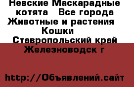 Невские Маскарадные котята - Все города Животные и растения » Кошки   . Ставропольский край,Железноводск г.